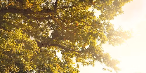First Circle Class - World Tree (Magick & Our Environment - Practicing Respectfully)