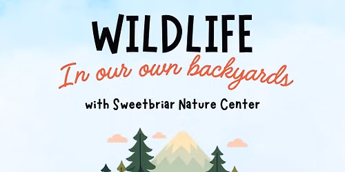 Wildlife in Our Own Backyards
