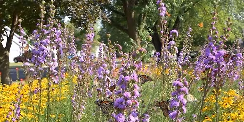 Blazing Star Gardens Native Plant Sale, sponsored by SE MN Prairie Partners