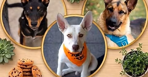 Mother's Day Bake Sale & Plant Sale (Meet & Greet 11am-1pm)