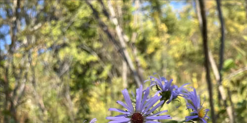 Community Nature Night (October): Fall Foliage and Ecology