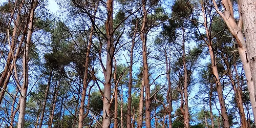 November at Rushmere