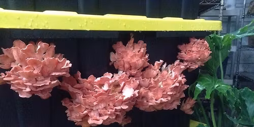 Fall Mushroom Cultivation Workshop