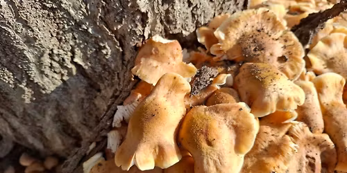 Tr\u00e9ning terapie zameranej na em\u00f3cie pre deti a ml\u00e1de\u017e EFT-Y