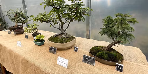 Bonsai Exhibit 
