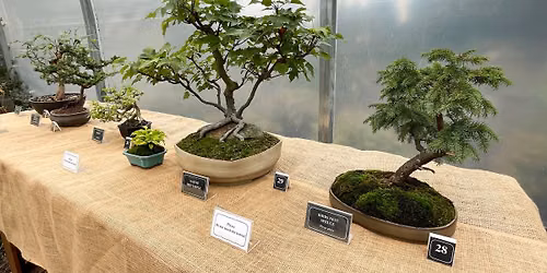 Bonsai Exhibit