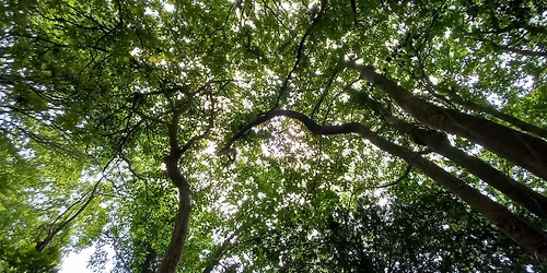 Forest Bathing at Combe Hill Wood