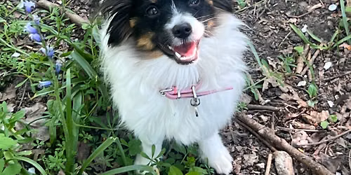Puppy & Dog Training 6 week course