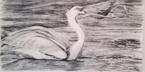 Charcoal Drawing: Pelican
