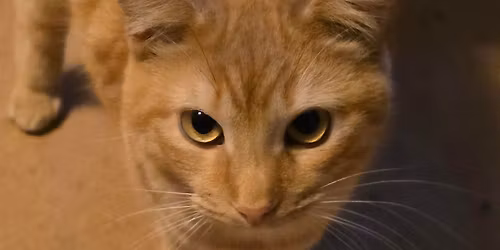 Shelter Slumber Pawty