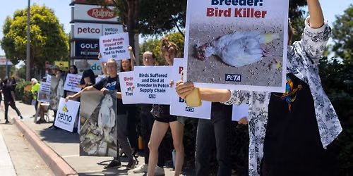 Virginia Beach: Protest Violent Bird Deaths at Breeder Tied to Petco!