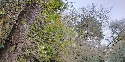 Birkenhead Park afternoon wellbeing walk