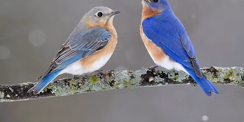 Birding with Bob Walk