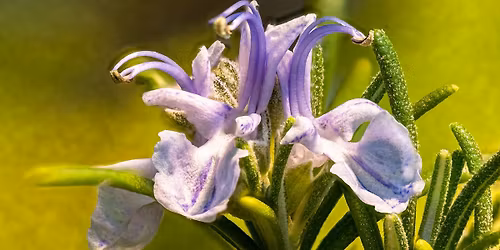 SONNTAGSFÜHRUNG: Medizinische und psychoaktive Pflanzen