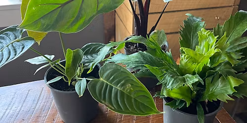 Houseplant Bingo at the Burg!