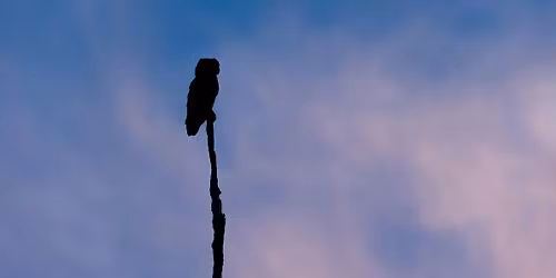 Glossy Black Cockatoo Artmaking with artist Lily Cummins | Wednesday 3 June