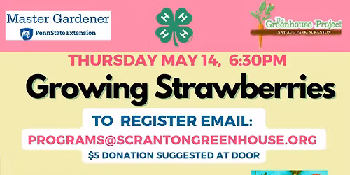 Growing Strawberries