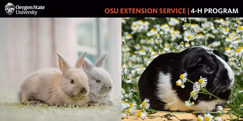 4-H\/FFA Rabbits & Cavy Showmanship Clinic