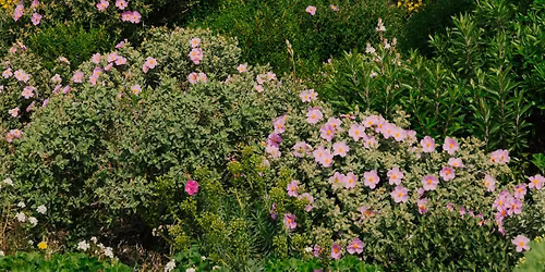 Art et herboristerie