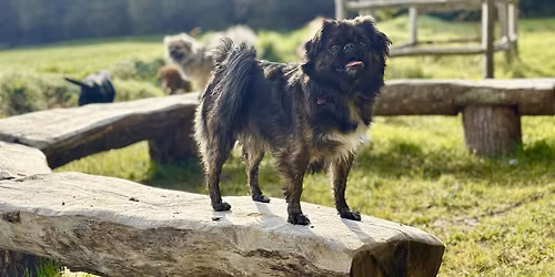 Waggy Walk at Decoy Country Park