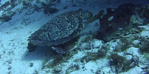      Like \u2018da Fish SCUBA   SCUBA Course 