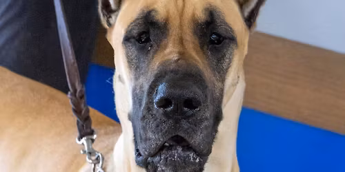 Canine Good Citizen Test