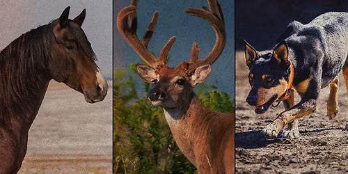 Turnpike Troubadours at New Mexico State Fair