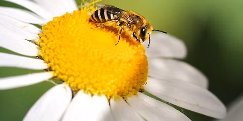 Bioblitz: wilde bijen- en hommelwandeling