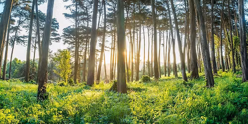 FREE Shinrinyoku (Forest Therapy \/ Bathing Session) at Pacific Spirit Park