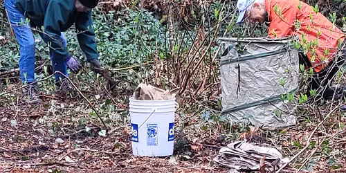 Invasive plant pull
