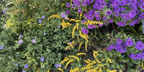 Planting Guide for Fall Color (Online)