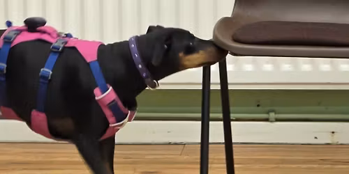 Beginners Scentwork - Part 1