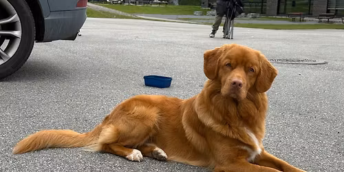 2Dogs- 16 ukers adferd\/ hverdagslydighet