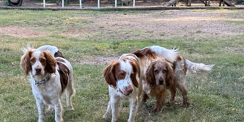 Launceston spaniel play date