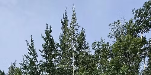 7\/4 Wasilla Independence Parade