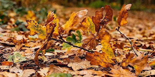 Beginner friendly Hike Autumn in Arundel: Castle, River Arun & Lake