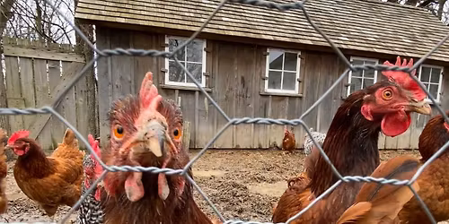 Feeding the Chickens