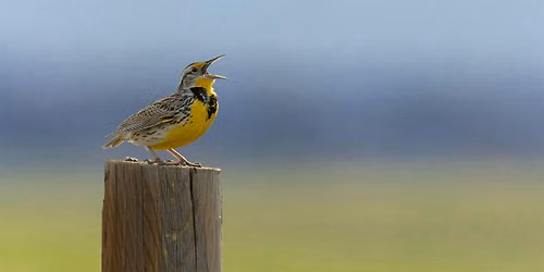Birding at County Grounds