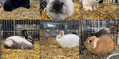 Eesti V\u00e4ikelooma- ja Kodulinnukasvatajate \u00dchingu K\u00fc\u00fclikun\u00e4itus