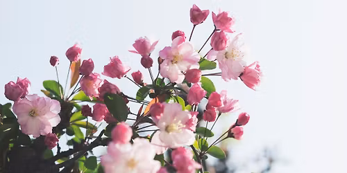 Blomstertid