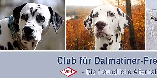 CDF Special Dalmatian Show - Hilden 2026