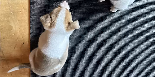 PUPPY YOGA DETROIT