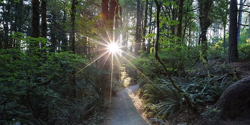 Forest Bathing