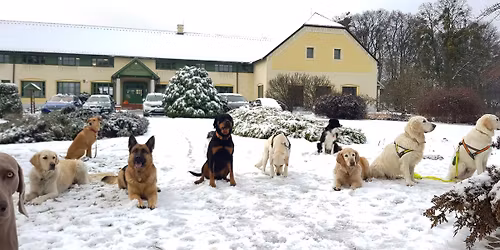 Kutyás hétvége - Advent a Bakonyban