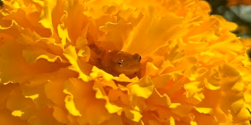 Garden Volunteer Information Meeting \u2013 April 22, 2026