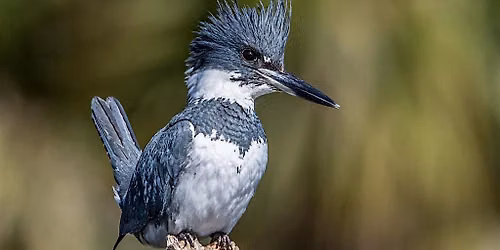 Birds of Whatcom Falls: Saturday Bird Walk Open to All