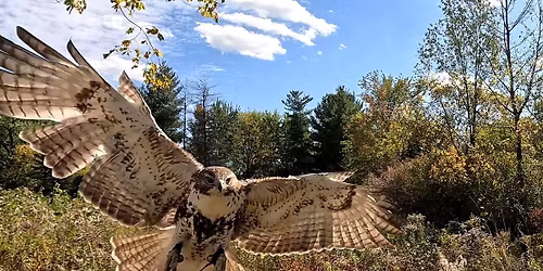Falconry