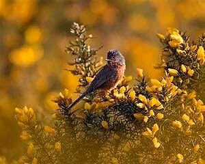 Greenham Common Guided Wildlife Walk - Greenham Common, Thursday 23 July