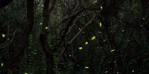 Joe Cicero: Arizona Fireflies and Related Luminescent Groups  Most Arizonans aren\u2019t aware that our s
