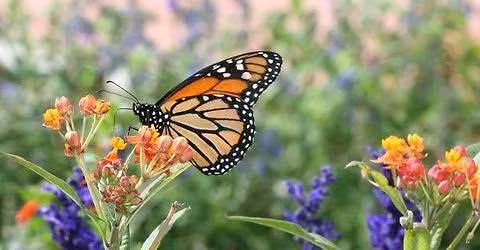 Backyard Pollinators: Open House